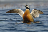 Image. Steller's Eider