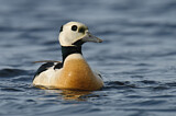 Image. Steller's Eider