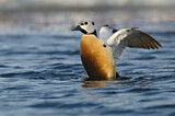Image. Steller's Eider