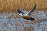 Image. Steller's Eider