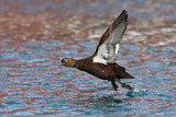 Image. Steller's Eider