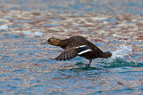 Image. Steller's Eider