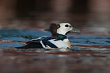 Image. Steller's Eider