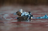 Image. Steller's Eider