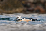 Image. Steller's Eider