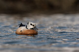 Image. Steller's Eider