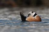 Image. Steller's Eider