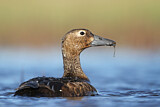 Image. Steller's Eider