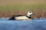 Image. Steller's Eider
