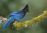 Image. Steller's Jay