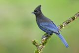 Image. Steller's Jay
