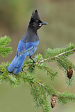 Image. Steller's Jay