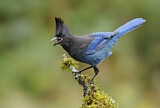 Image. Steller's Jay
