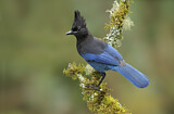 Image. Steller's Jay