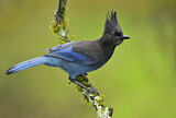 Image. Steller's Jay