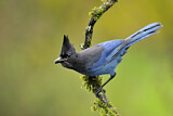 Image. Steller's Jay