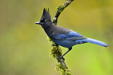 Image. Steller's Jay