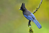 Image. Steller's Jay