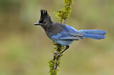 Image. Steller's Jay