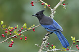 Image. Steller's Jay