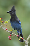 Image. Steller's Jay