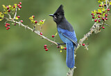 Image. Steller's Jay