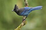 Image. Steller's Jay