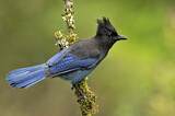 Image. Steller's Jay
