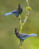 Image. Steller's Jay