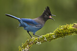 Image. Steller's Jay