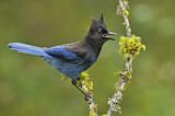 Image. Steller's Jay