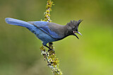 Image. Steller's Jay