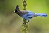 Image. Steller's Jay