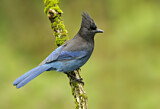 Image. Steller's Jay