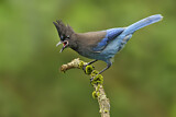 Image. Steller's Jay