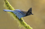 Image. Steller's Jay