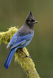 Image. Steller's Jay