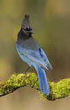 Image. Steller's Jay
