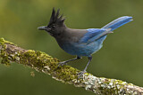 Image. Steller's Jay