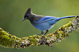 Image. Steller's Jay