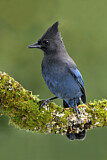 Image. Steller's Jay