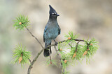 Image. Steller's Jay