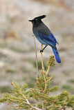 Image. Steller's Jay