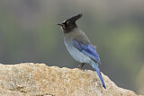 Image. Steller's Jay