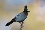 Image. Steller's Jay