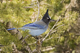 Image. Steller's Jay