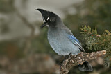 Image. Steller's Jay
