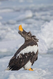 Image. Steller's Sea Eagle