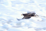 Image. Steller's Sea Eagle