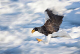 Image. Steller's Sea Eagle